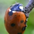 Seven-spotted ladybird - Coccinella septempunctata  | Fotografijos autorius : Gintautas Steiblys | © Macronature.eu | Macro photography web site