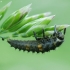 Septyntaškė boružė - Coccinella septempunctata, lerva | Fotografijos autorius : Vidas Brazauskas | © Macronature.eu | Macro photography web site