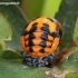 Seven-spotted ladybird - Coccinella septempunctata, pupa | Fotografijos autorius : Algirdas Vilkas | © Macronature.eu | Macro photography web site