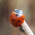 Seven-spotted ladybird - Coccinella septempunctata | Fotografijos autorius : Vytautas Gluoksnis | © Macronature.eu | Macro photography web site