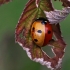 Septyntaškė boružė - Coccinella septempunctata | Fotografijos autorius : Žygimantas Obelevičius | © Macronature.eu | Macro photography web site