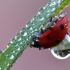 Seven-spotted ladybird - Coccinella septempunctata | Fotografijos autorius : Arūnas Eismantas | © Macronature.eu | Macro photography web site