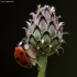Septyntaškė boružė - Coccinella septempunctata | Fotografijos autorius : Žilvinas Pūtys | © Macronature.eu | Macro photography web site