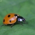 Seven-spotted ladybird - Coccinella septempunctata | Fotografijos autorius : Vytautas Gluoksnis | © Macronature.eu | Macro photography web site