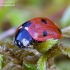 Seven-spotted ladybird - Coccinella septempunctata | Fotografijos autorius : Romas Ferenca | © Macronature.eu | Macro photography web site