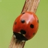 Seven-spotted ladybird - Coccinella septempunctata | Fotografijos autorius : Vidas Brazauskas | © Macronature.eu | Macro photography web site