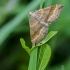 Shaded Broad-bar | Scotopteryx chenopodiata | Fotografijos autorius : Darius Baužys | © Macronature.eu | Macro photography web site