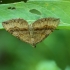 Shaded Broad-bar - Scotopteryx chenopodiata | Fotografijos autorius : Vidas Brazauskas | © Macronature.eu | Macro photography web site