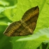 Shaded Broad-bar - Scotopteryx chenopodiata | Fotografijos autorius : Vidas Brazauskas | © Macronature.eu | Macro photography web site