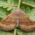 Shaded Broad-bar - Scotopteryx chenopodiata | Fotografijos autorius : Arūnas Eismantas | © Macronature.eu | Macro photography web site