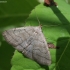 Shaded Fan-foot - Herminia tarsicrinalis | Fotografijos autorius : Vytautas Gluoksnis | © Macronature.eu | Macro photography web site