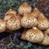 Shaggy Scalycap - Pholiota squarrosa | Fotografijos autorius : Gintautas Steiblys | © Macronature.eu | Macro photography web site