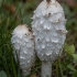 Shaggy inkcap - Coprinus comatus | Fotografijos autorius : Žilvinas Pūtys | © Macronature.eu | Macro photography web site