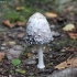 Shaggy inkcap - Coprinus comatus | Fotografijos autorius : Vytautas Gluoksnis | © Macronature.eu | Macro photography web site