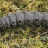 Shark Moth - Cuculia umbratica, caterpillar | Fotografijos autorius : Gintautas Steiblys | © Macronature.eu | Macro photography web site