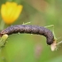 Shark Moth - Cucullia umbratica, caterpillar | Fotografijos autorius : Ramunė Činčikienė | © Macronature.eu | Macro photography web site