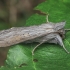 Shark Moth - Cucullia umbratica | Fotografijos autorius : Gintautas Steiblys | © Macronature.eu | Macro photography web site