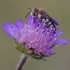 Sharptail Bee - Coelioxys sp. | Fotografijos autorius : Zita Gasiūnaitė | © Macronature.eu | Macro photography web site