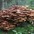 Sheathed woodtuft - Kuehneromyces mutabilis | Fotografijos autorius : Vytautas Gluoksnis | © Macronature.eu | Macro photography web site