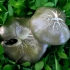 Shield Pinkgill - Entoloma clypeatum | Fotografijos autorius : Aleksandras Stabrauskas | © Macronature.eu | Macro photography web site