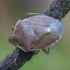Shield bug - Chlorochroa pinicola | Fotografijos autorius : Gintautas Steiblys | © Macronature.eu | Macro photography web site