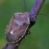 Shield bug - Chlorochroa pinicola | Fotografijos autorius : Romas Ferenca | © Macronature.eu | Macro photography web site