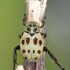 Shining leaf chafer - Hoplia aureola | Fotografijos autorius : Deividas Makavičius | © Macronature.eu | Macro photography web site