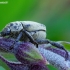 Žaliažvynis grambuoliukas - Hoplia parvula | Fotografijos autorius : Romas Ferenca | © Macronature.eu | Macro photography web site