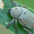 Shining leaf chafer - Hoplia parvula | Fotografijos autorius : Gintautas Steiblys | © Macronature.eu | Macro photography web site