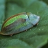 Shiny Tortoise beetle - Cassida vittata | Fotografijos autorius : Gintautas Steiblys | © Macronature.eu | Macro photography web site