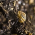 Shiny hive - Euconulus alderi | Fotografijos autorius : Kazimieras Martinaitis | © Macronature.eu | Macro photography web site