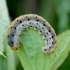 Shiny-headed Wasp-sawfly - Tenthredo amoena, larva | Fotografijos autorius : Romas Ferenca | © Macronature.eu | Macro photography web site