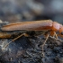 Ship-timber Beetle - Hylecoetus dermestoides ♀ | Fotografijos autorius : Žilvinas Pūtys | © Macronature.eu | Macro photography web site