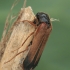 Ship-timber Beetle - Hylecoetus dermestoides | Fotografijos autorius : Gintautas Steiblys | © Macronature.eu | Macro photography web site