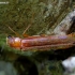 Ship-timber Beetle - Hylecoetus dermestoides | Fotografijos autorius : Romas Ferenca | © Macronature.eu | Macro photography web site