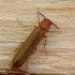 Ship-timber Beetle - Hylecoetus dermestoides | Fotografijos autorius : Vidas Brazauskas | © Macronature.eu | Macro photography web site