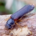 Ship-timber Beetle - Hylecoetus dermestoides | Fotografijos autorius : Romas Ferenca | © Macronature.eu | Macro photography web site