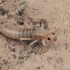 Shore Earwig - Labidura riparia, nymph | Fotografijos autorius : Gintautas Steiblys | © Macronature.eu | Macro photography web site