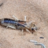 Shore Earwig - Labidura riparia | Fotografijos autorius : Gintautas Steiblys | © Macronature.eu | Macro photography web site