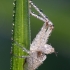 Short-horned grasshopper - Acrididae, exuvia | Fotografijos autorius : Žilvinas Pūtys | © Macronature.eu | Macro photography web site