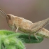 Short-horned grasshopper - Acrididae, nymph | Fotografijos autorius : Gintautas Steiblys | © Macronature.eu | Macro photography web site
