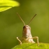 Skėriukas - Acrididae | Fotografijos autorius : Alma Totorytė | © Macronature.eu | Macro photography web site