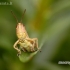 Short-horned grasshopper - Acrididae | Fotografijos autorius : Alma Totorytė | © Macronature.eu | Macro photography web site