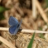 Short-tailed Blue (Cupido argiades) | Fotografijos autorius : Ramunė Vakarė | © Macronature.eu | Macro photography web site