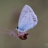 Short-tailed Blue - Cupido argiades | Fotografijos autorius : Eglė Vičiuvienė | © Macronature.eu | Macro photography web site