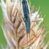 Short-winged rhopalid - Myrmus miriformis ♂ | Fotografijos autorius : Gintautas Steiblys | © Macronature.eu | Macro photography web site