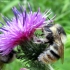 Shrill Carder Bumblebee - Bombus sylvarum | Fotografijos autorius : Vitalii Alekseev | © Macronature.eu | Macro photography web site