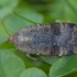 Siaurajuostis dirvinukas - Noctua interposita | Fotografijos autorius : Žilvinas Pūtys | © Macrogamta.lt | Šis tinklapis priklauso bendruomenei kuri domisi makro fotografija ir fotografuoja gyvąjį makro pasaulį.