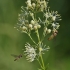 Siauralapis vingiris - Thalictrum lucidum | Fotografijos autorius : Kęstutis Obelevičius | © Macrogamta.lt | Šis tinklapis priklauso bendruomenei kuri domisi makro fotografija ir fotografuoja gyvąjį makro pasaulį.