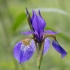 Siberian Iris - Iris sibirica | Fotografijos autorius : Dalia Račkauskaitė | © Macronature.eu | Macro photography web site